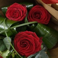 6 Red Rose Gift Wrap